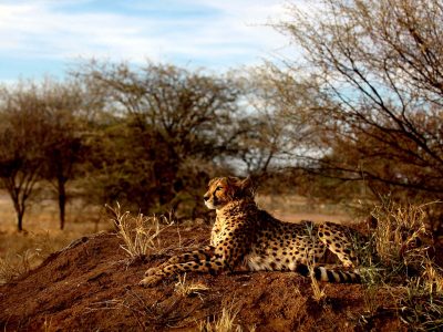 NAMIBIA-CHEETAH-LIVESTOCK-WILDLIFE-ANIMALS-