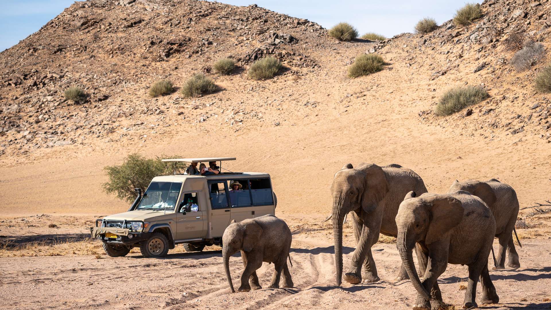 elefanti del deserto vicino a una jeep a twyvelfontein