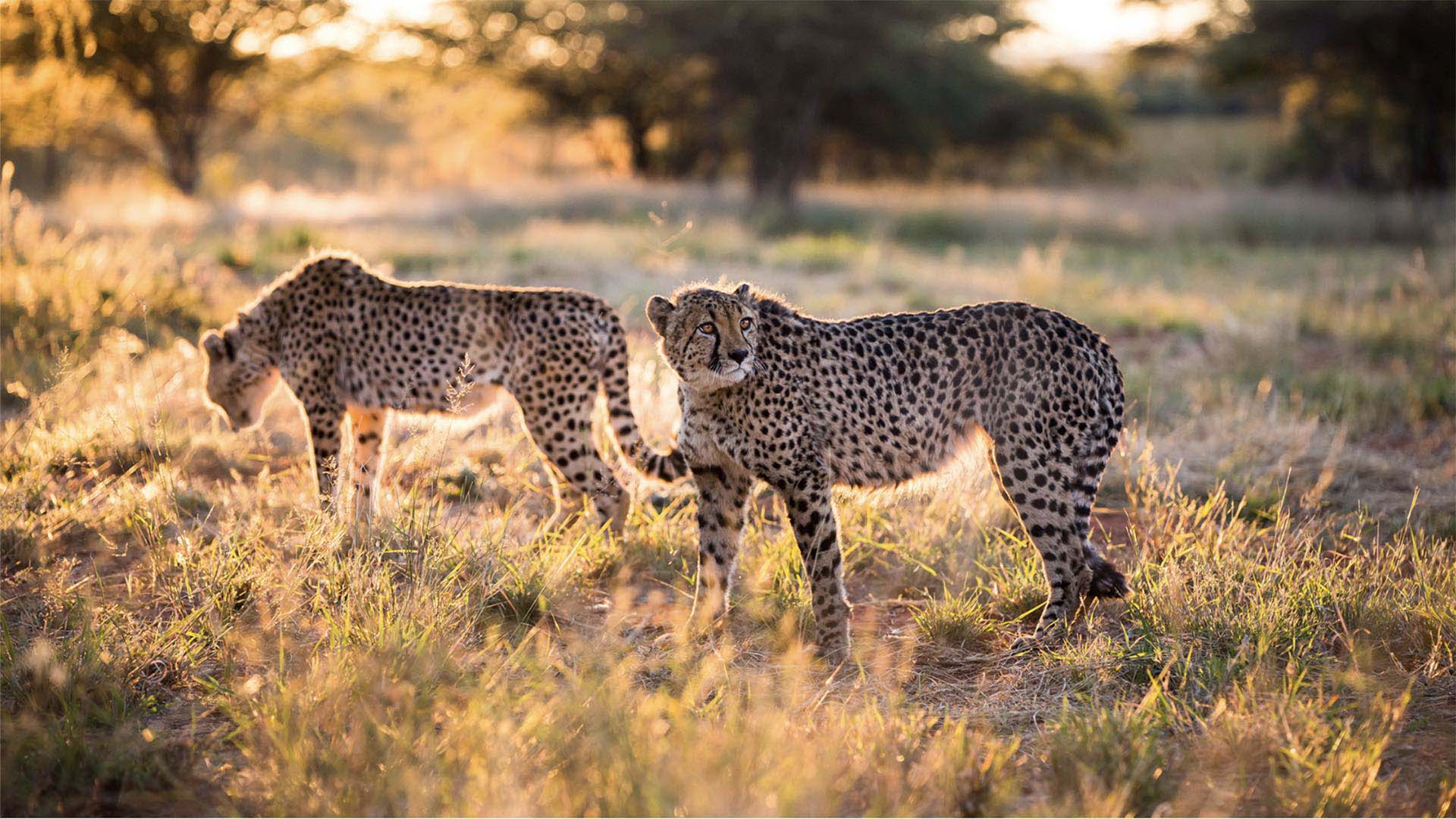 ghepardi nella savana di okonjima