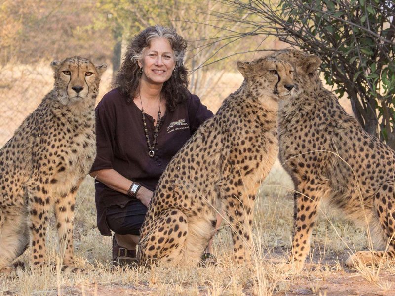 Safari Cheetah Conservation Fund