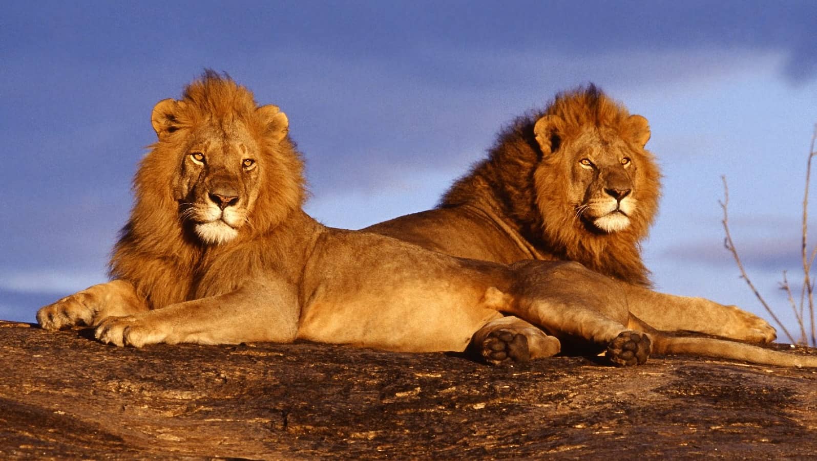 2 leoni maschi