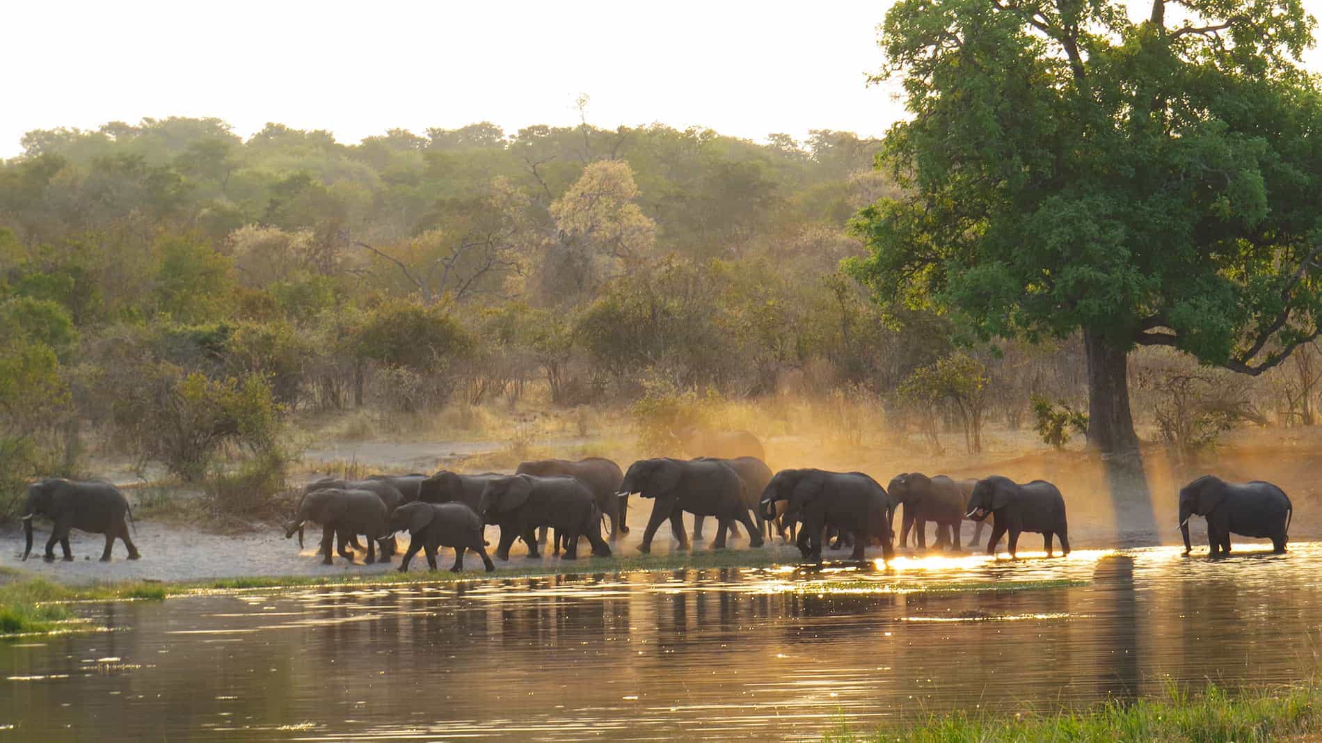 elefanti lungo il fiume nel mamili national park
