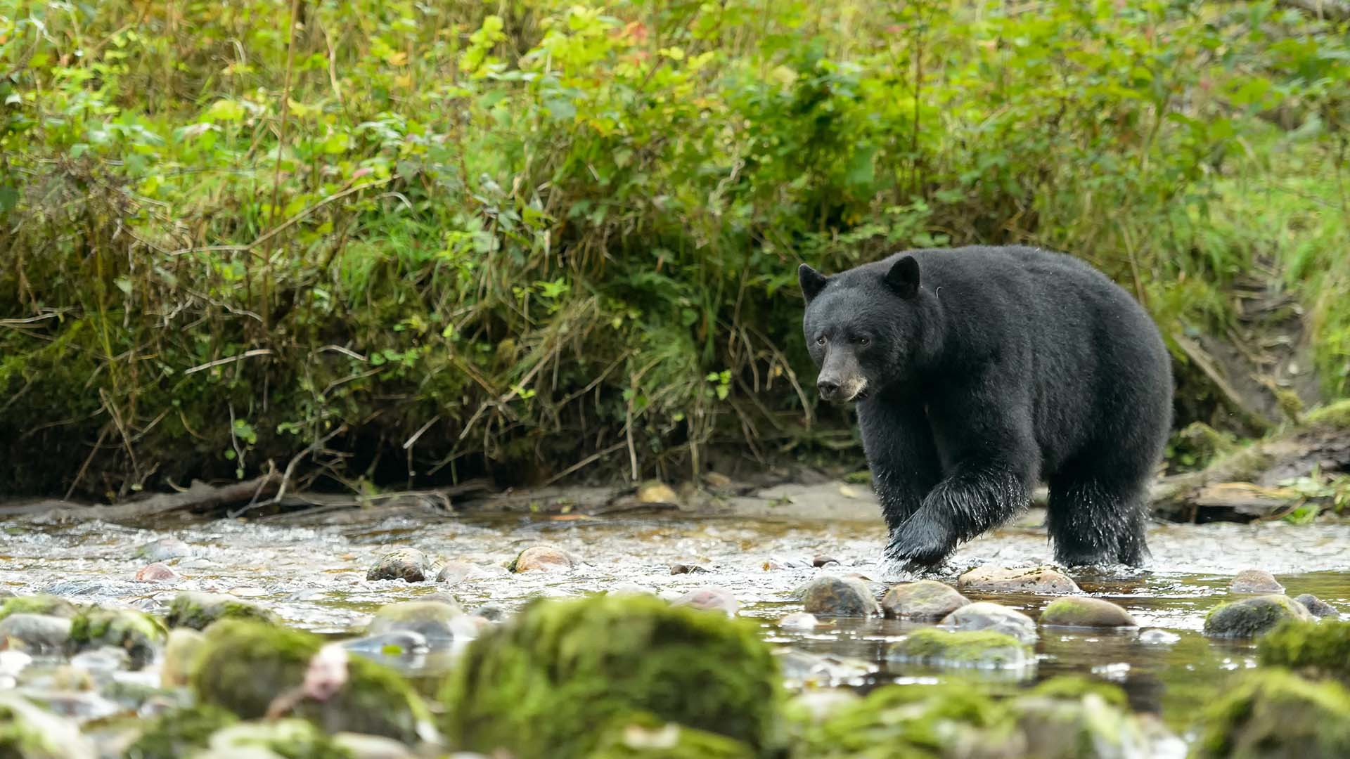 orso nero americano risale un fiume nello yukon