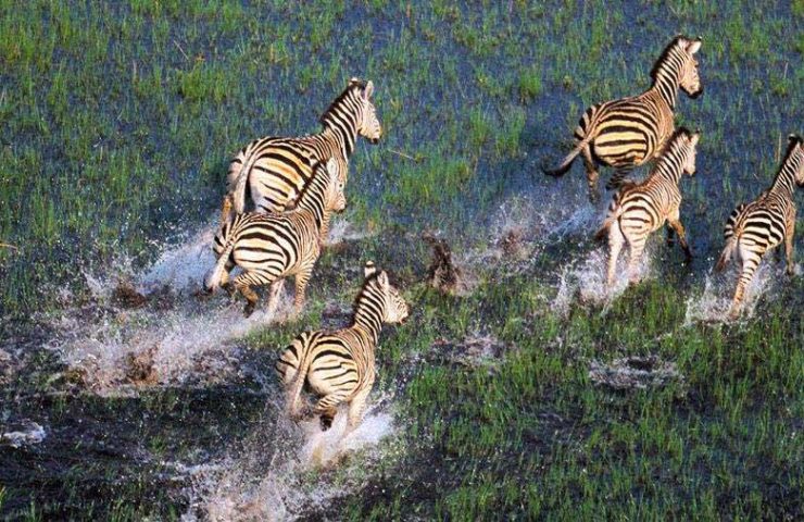 zebre al galoppo nell'okavango