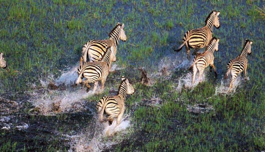 zebre al galoppo nell'okavango