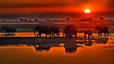 elefanti sul fiume Chobe, in Botswana, al tramonto