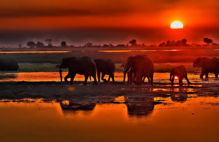 Safari Chobe National Park