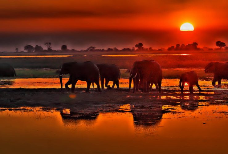 Safari Chobe National Park