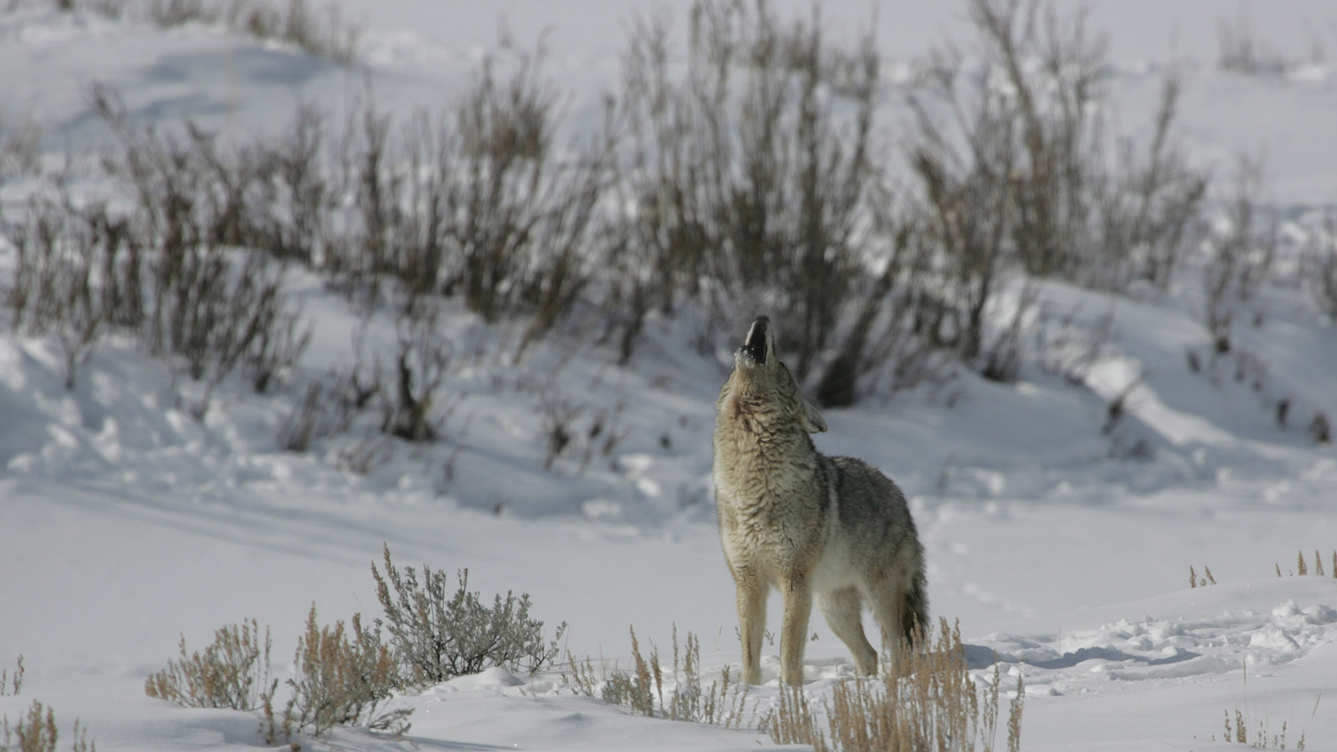 coyote che ulula nella neve