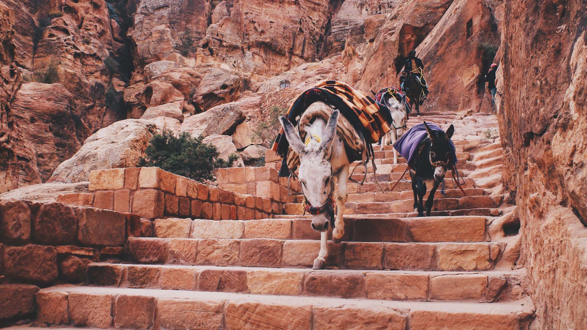 asini scendono lungo una scalinat a Petra