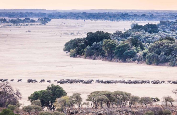 elefanti al confine tra botswana e sudafrica