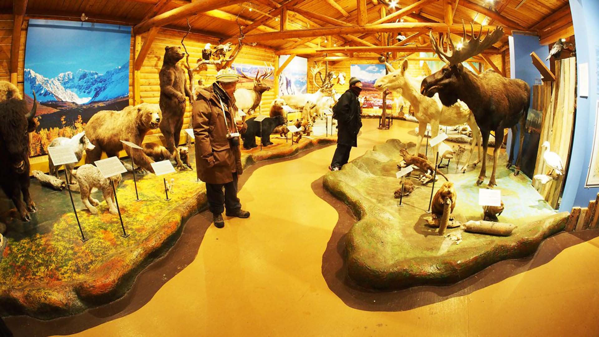 animali imbalsamati nel mcbride museum nello yukon