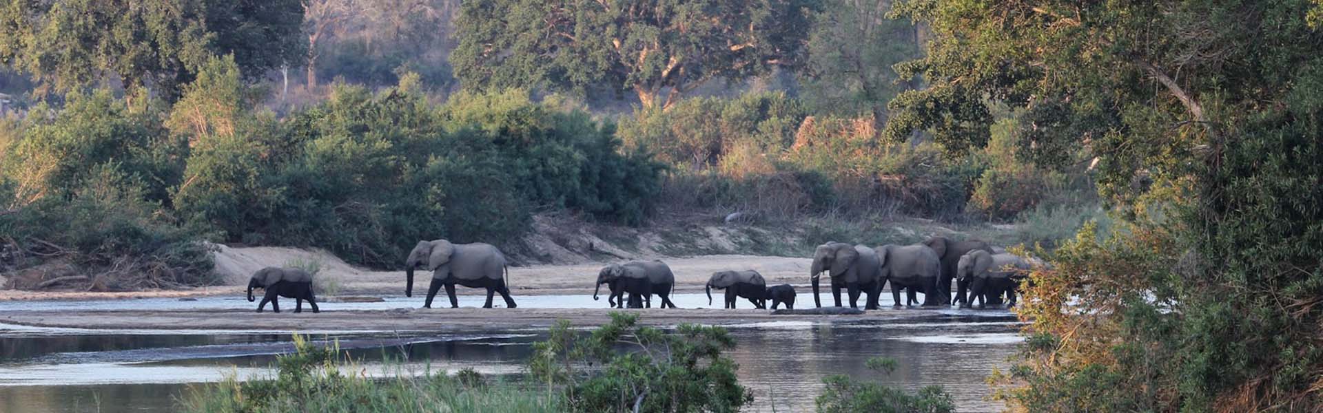 elefanti attraversano un fiume nel kruger meridionale