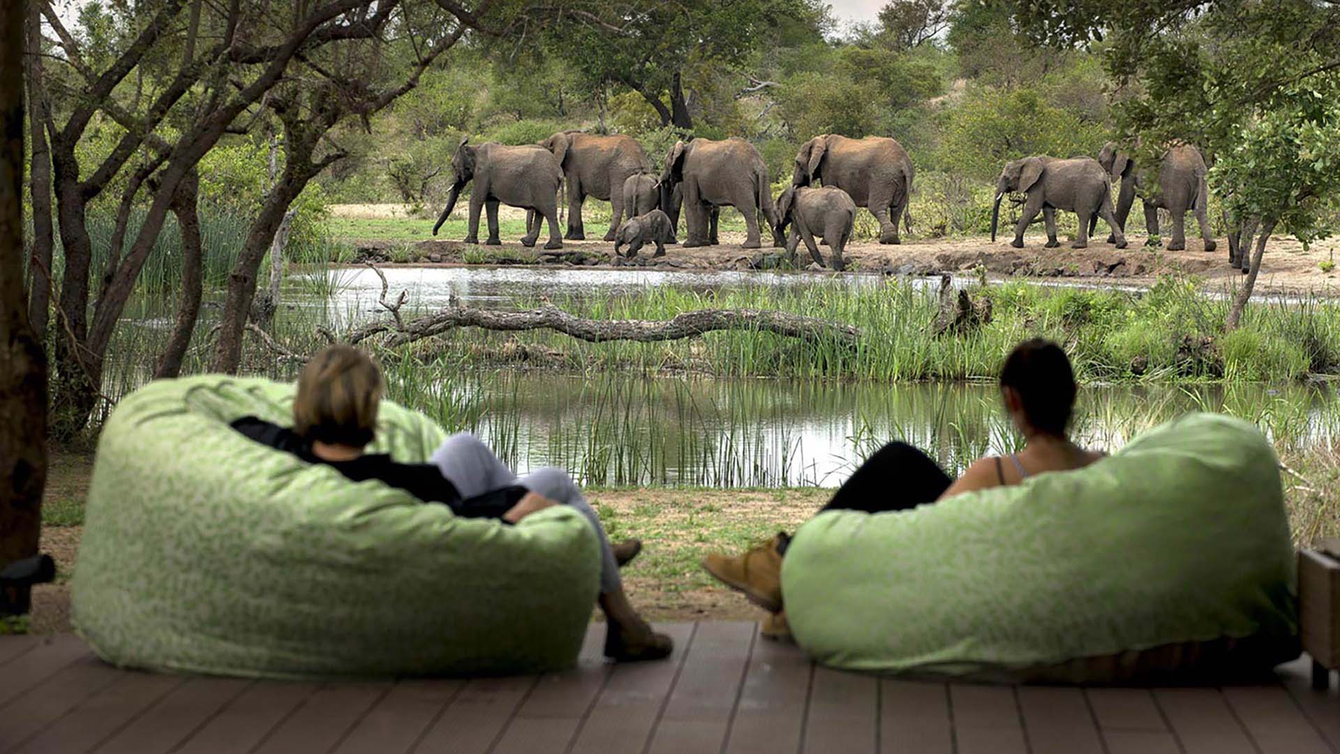 ospiti del tanda tula a timbavati seduti in veranda ad ammirare elefanti davanti alla pozza