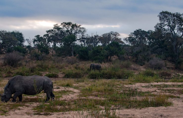 rinoceronti ed elefanti a mala mala