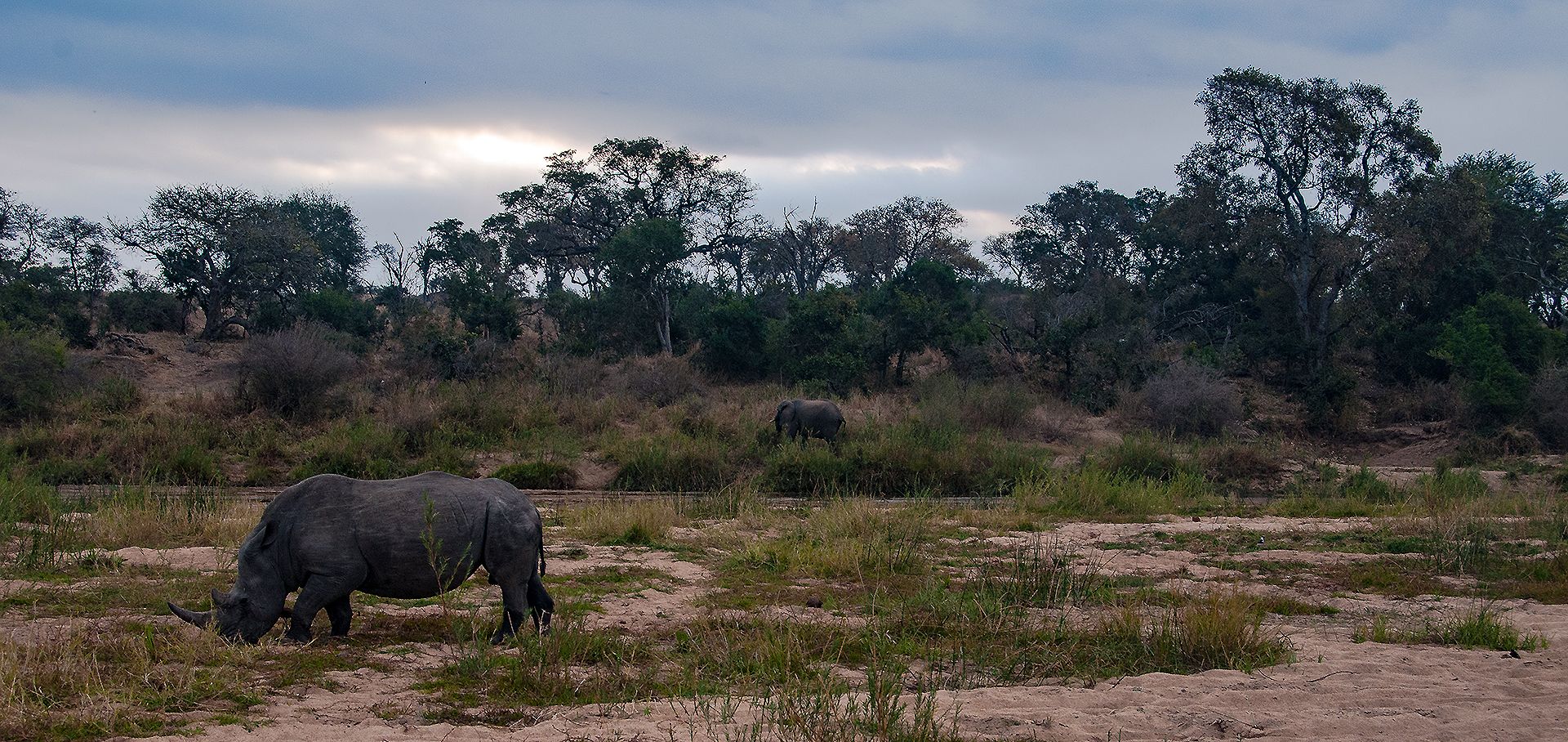 rinoceronti ed elefanti a mala mala