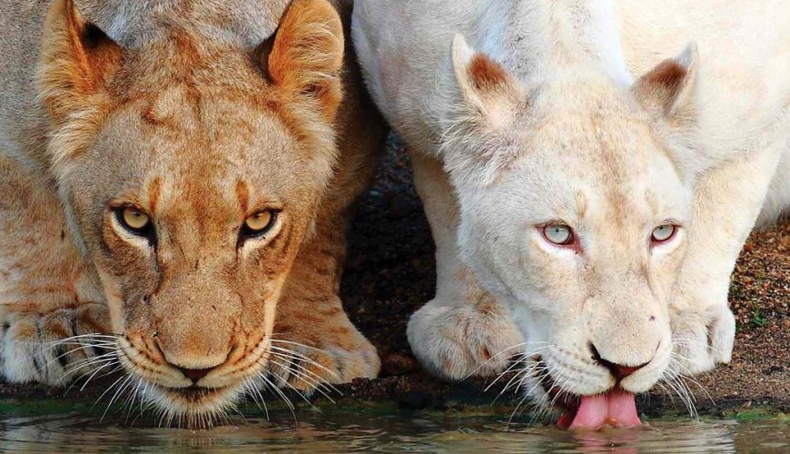 Lion Safari in Botswana