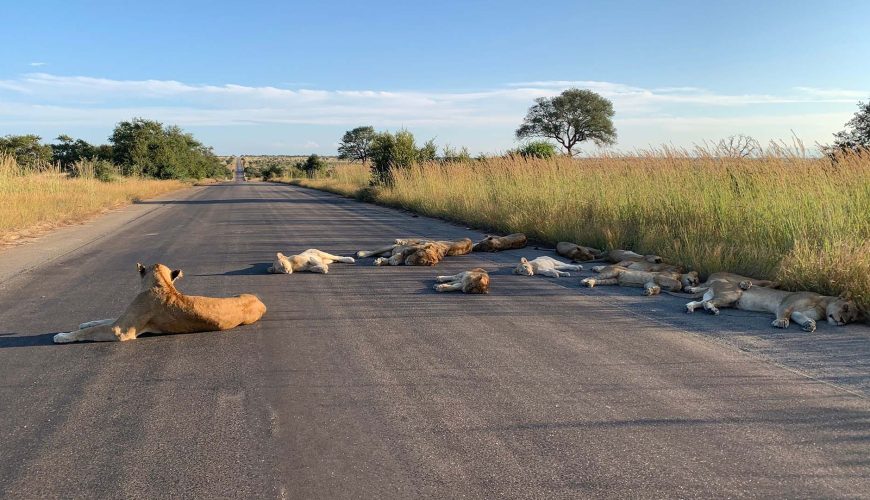 leoni sdraiata in mezzo a una strada asfaltata del kruger