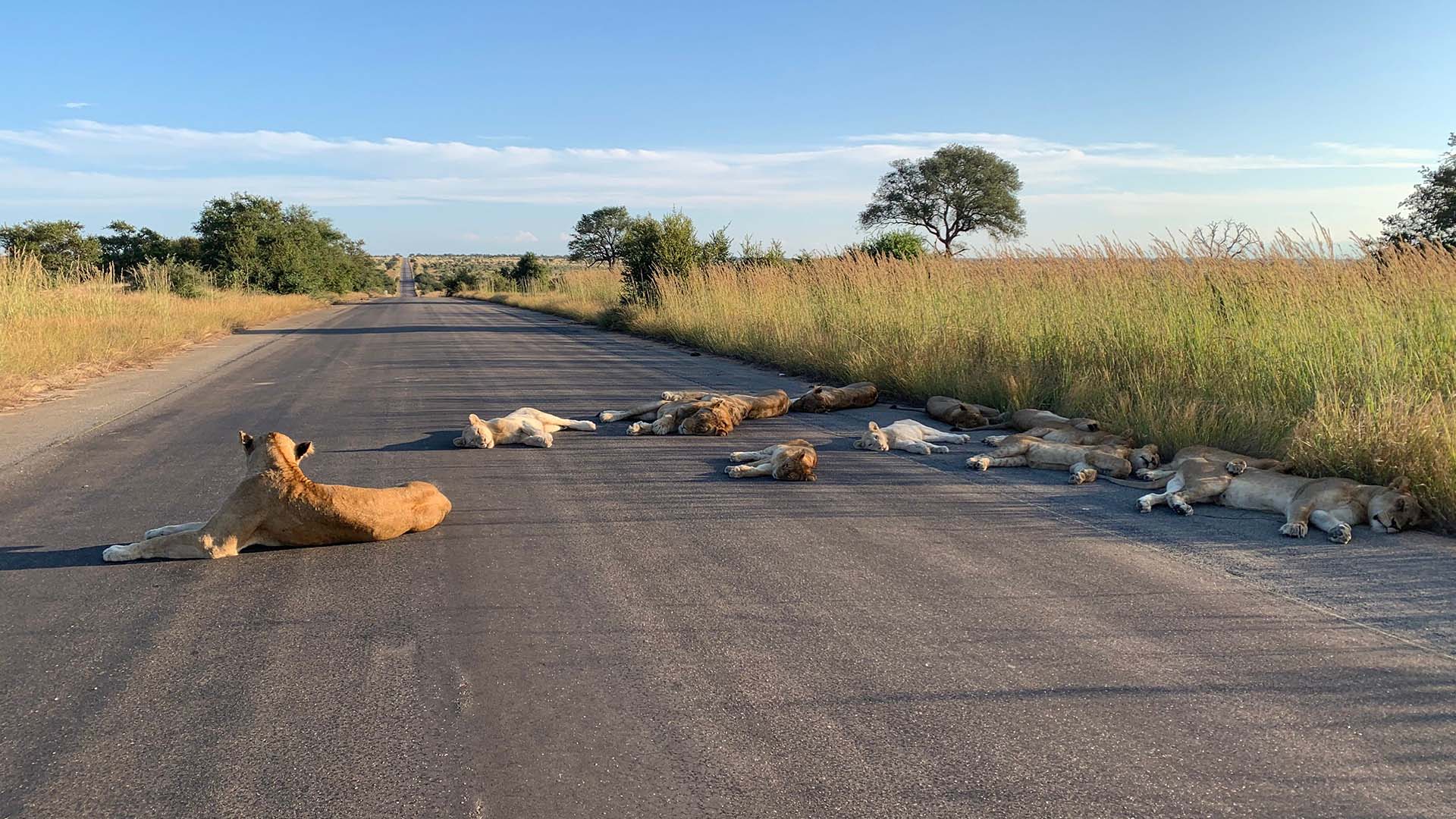 leoni sdraiata in mezzo a una strada asfaltata del kruger