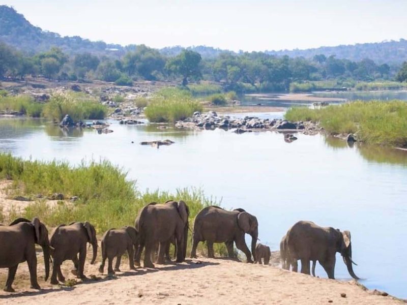 elefanti lungo il fiume olifants