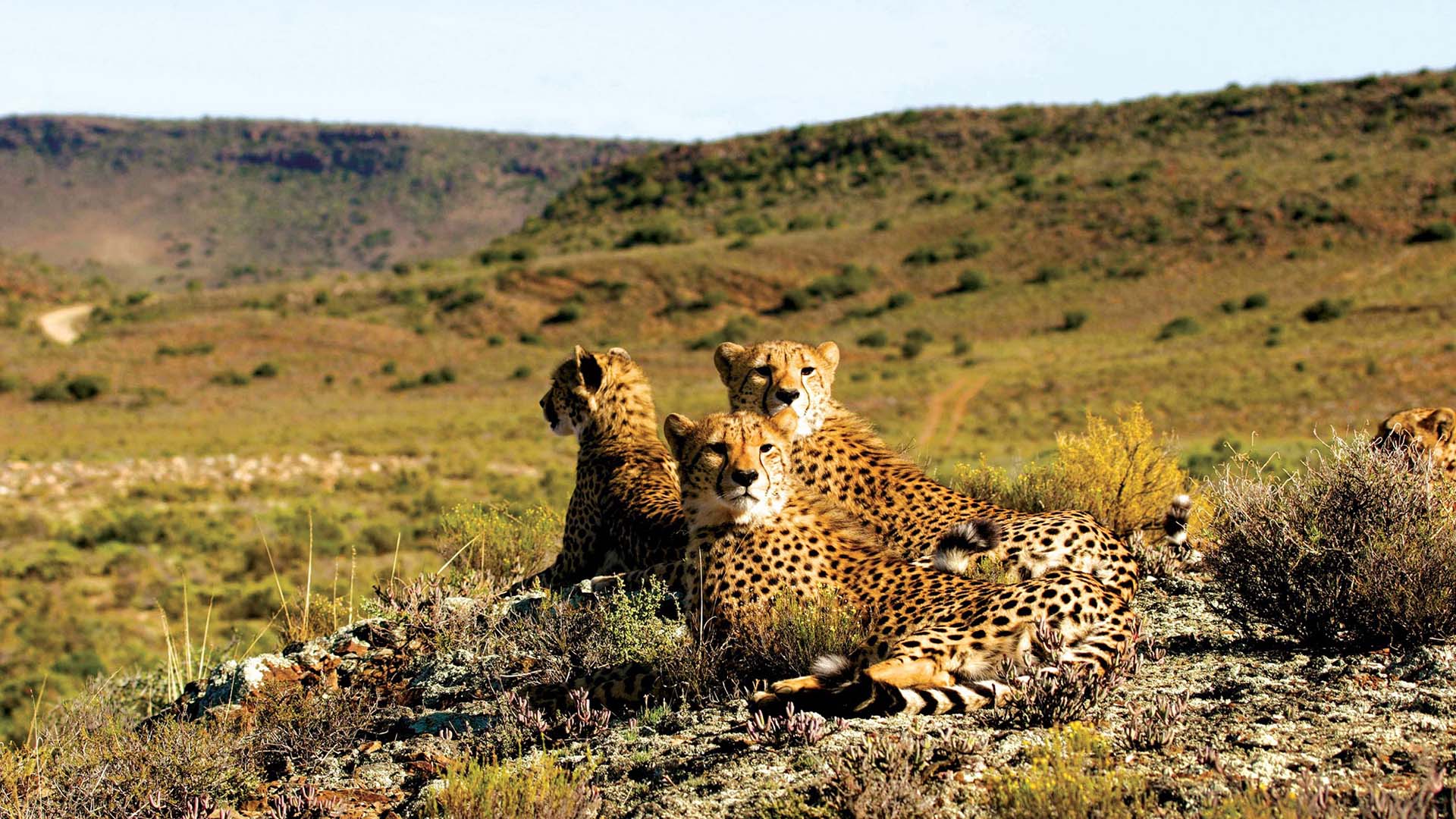 3 ghepardi all'erta nella sanbona wildlife reserve