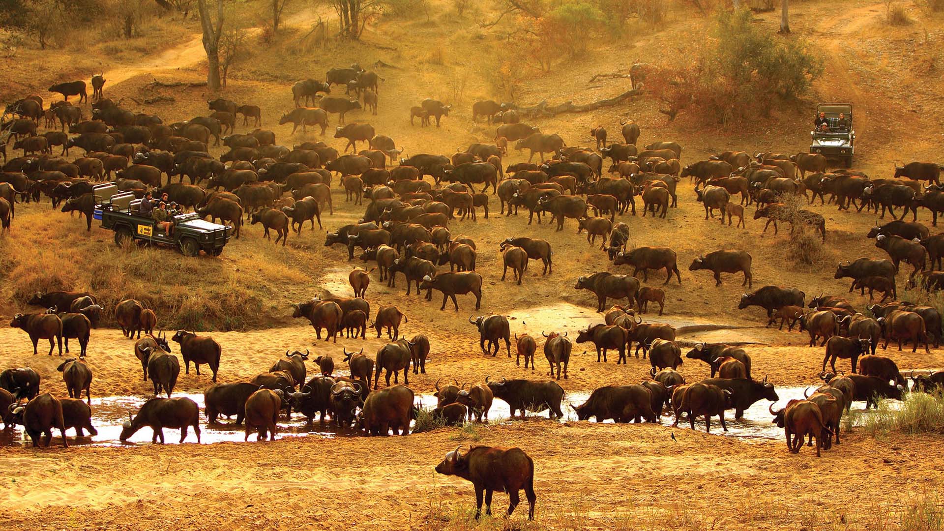 enorme mandria di bufali lungo il fiume a mala mala