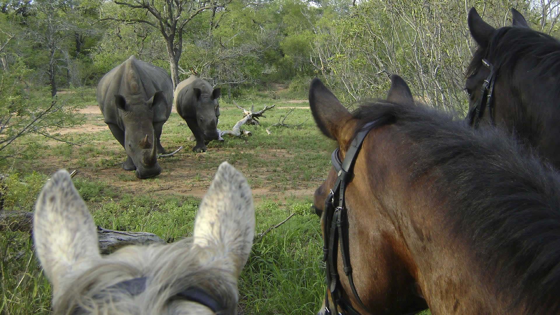 safari a cavallo di fronte a 2 rinoceronti bianchi