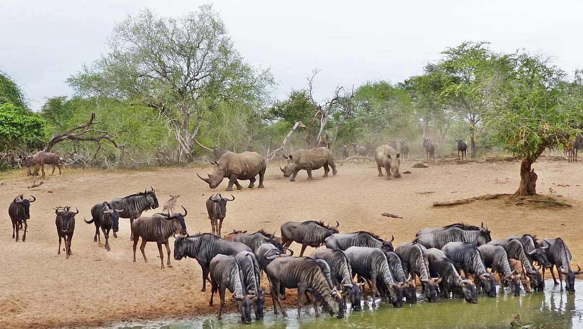 gnu e rinoceronti presso una pozza della Mkhuze Game Reserve