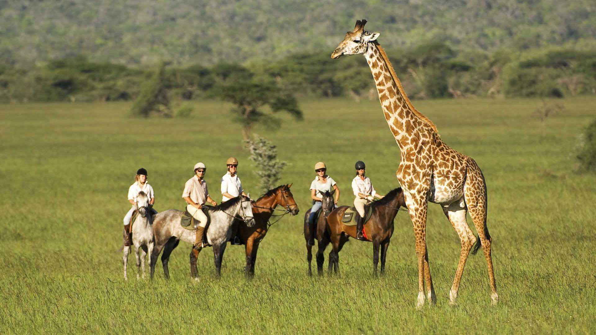 cavalieri vicino ad una giraffa