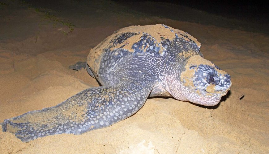 tartaruga liuto mentre depone le uova sulla spiaggia di kosi bay