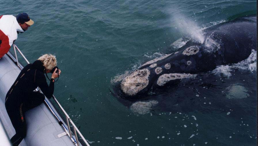 balena si avvicina alla barca a gansbaai