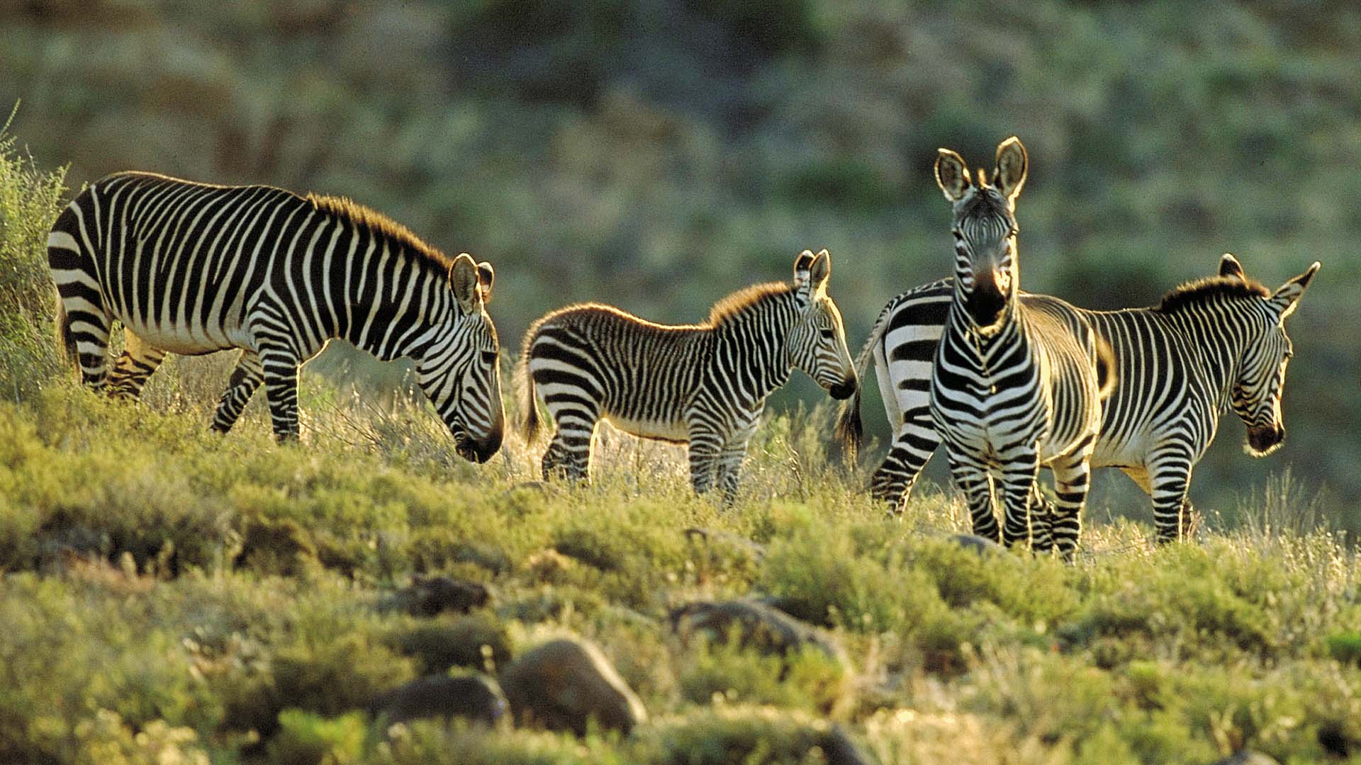 zebre nel karoo national park