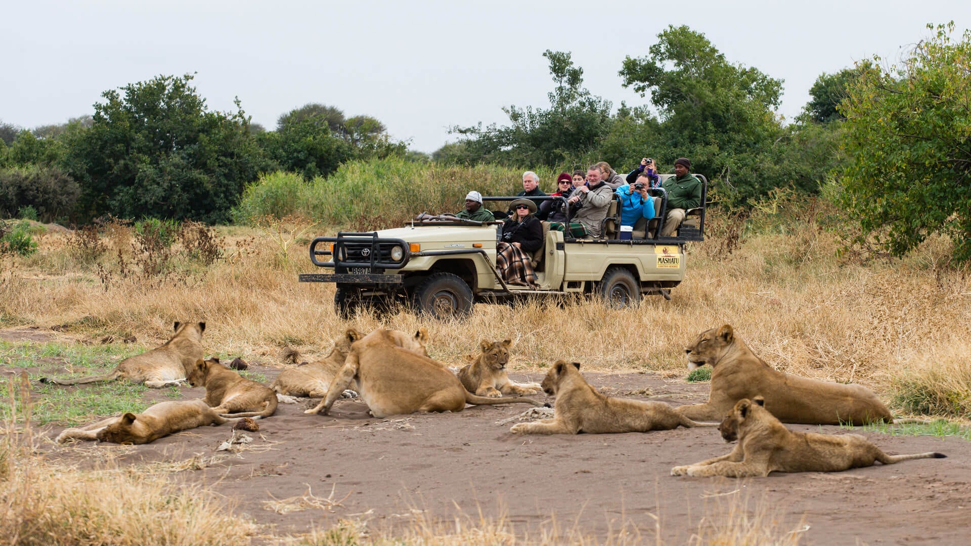 jeep vicino ad un branco di leoni durante un safari a Mashatu, in Botswana