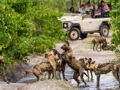 Race-across-the-wilderness-of-Linyanti-in-open-with-wild-dogs