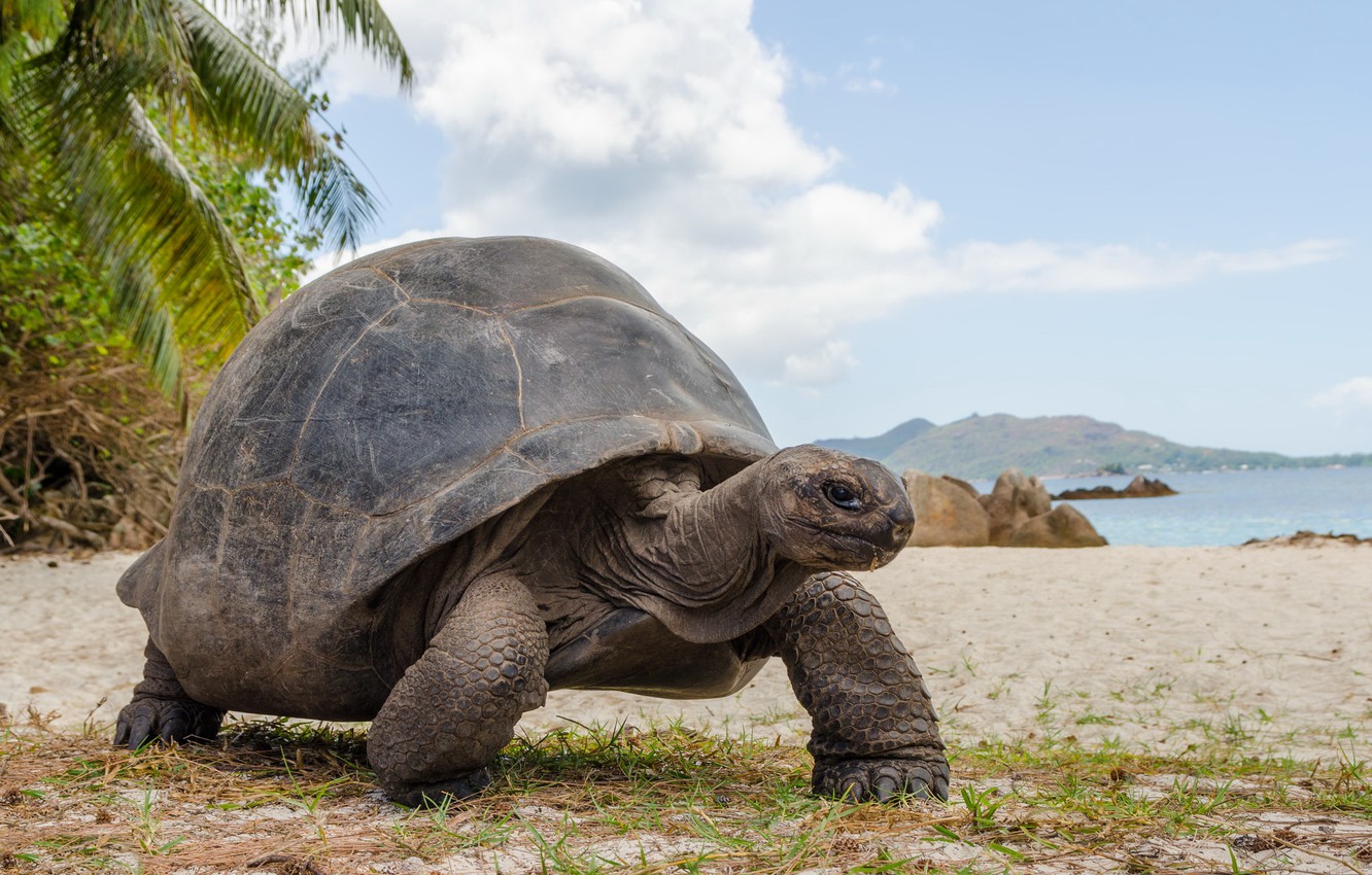 tartaruga di aldabra sulla spiaggia di curieuse island