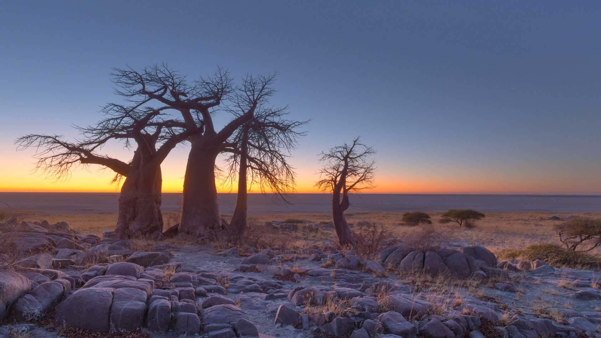 baobab al tramonto nel makgadikgadi national park