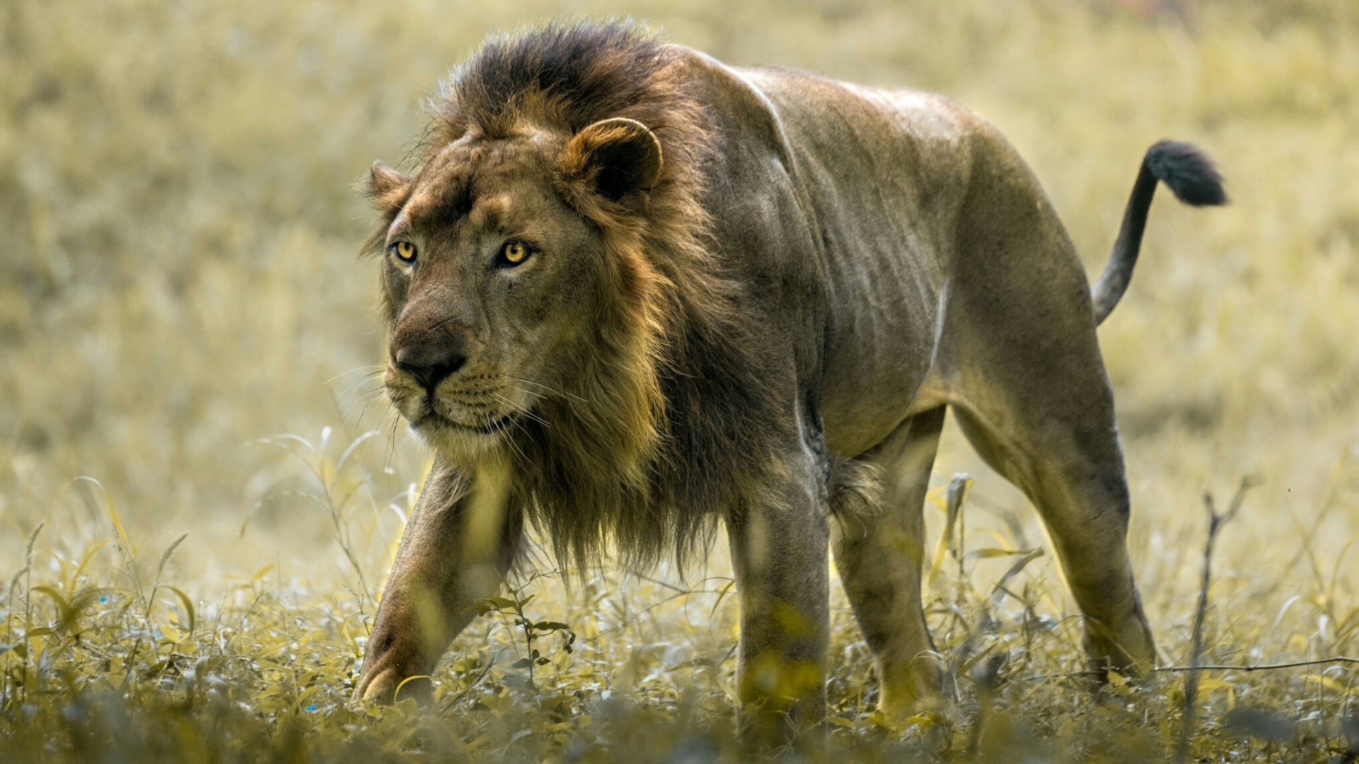 leone del kalahari avanza nell'erba della savana
