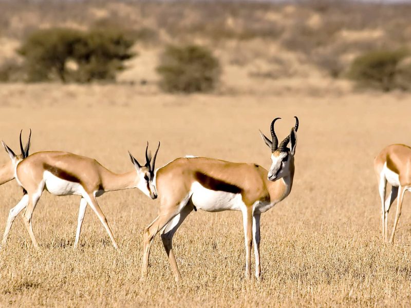 Safari Central Kalahari Game Reserve