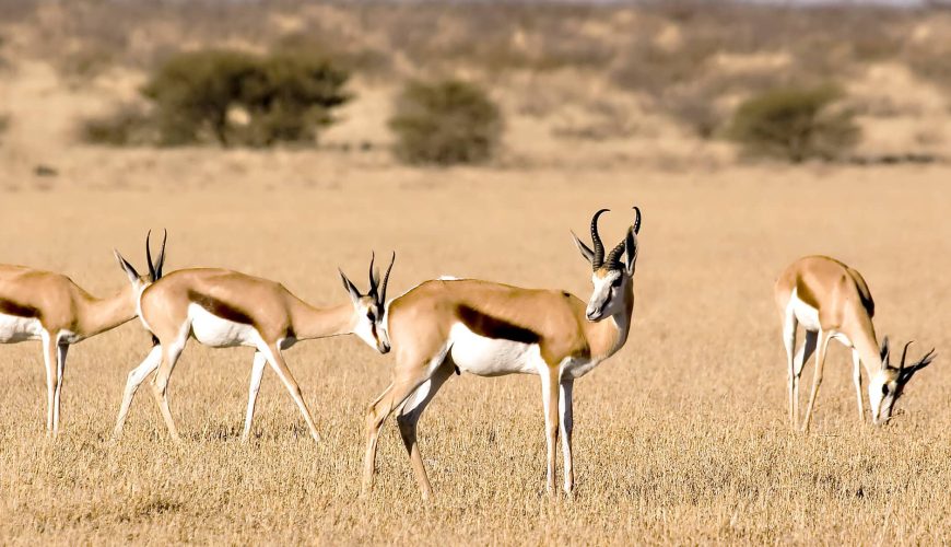 Safari Central Kalahari Game Reserve