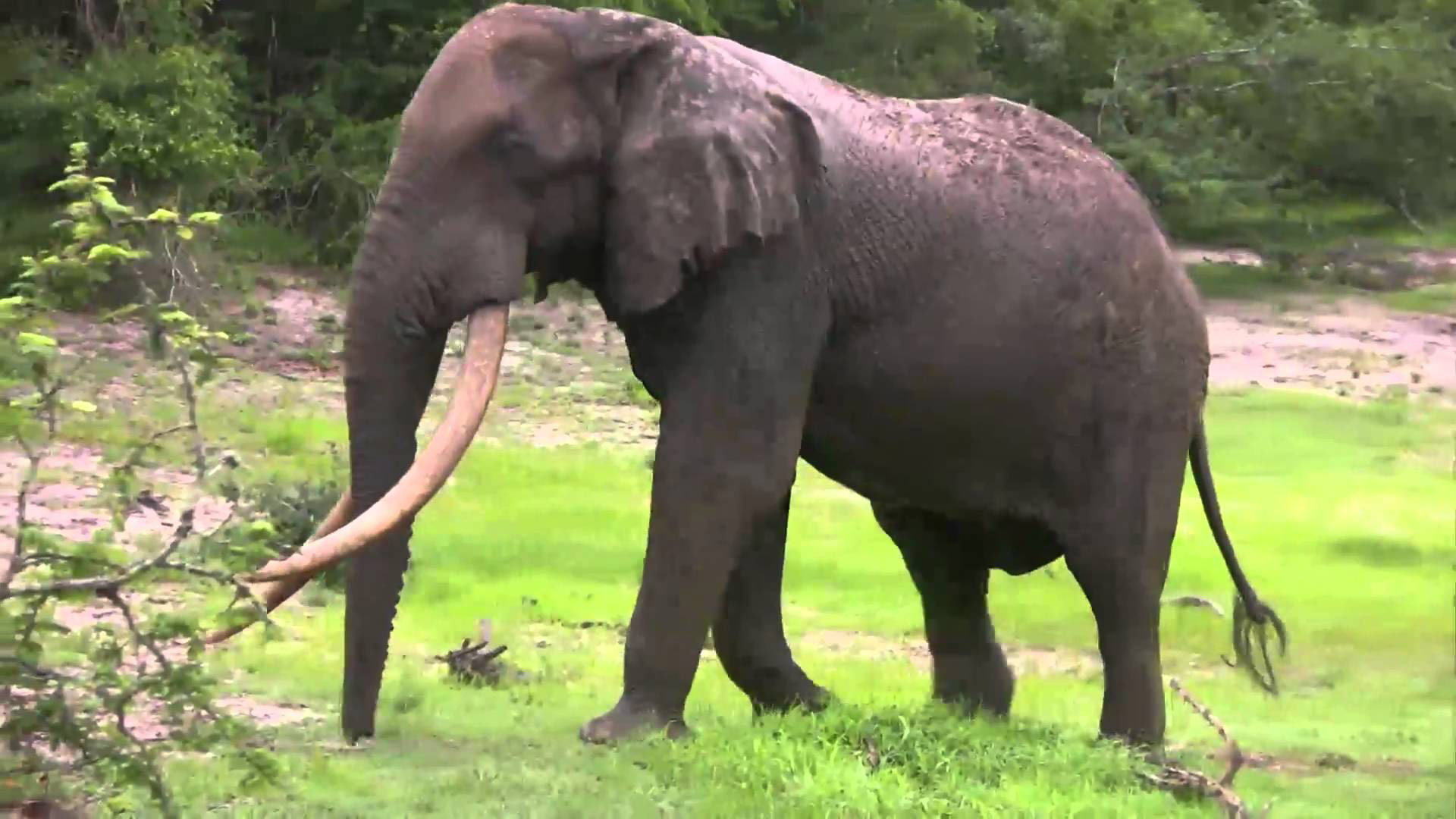 elefante dalle gigantesche zanne nel tembe elephant park