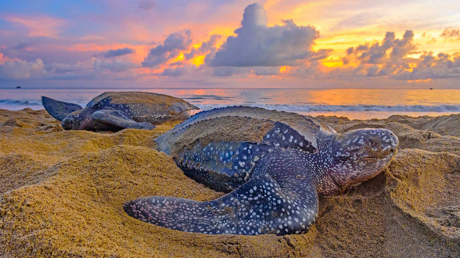 tartarughe liuto sulla spiaggia mentre depongono le uova al tramonto