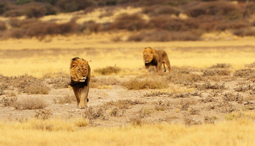Safari Augrabies Falls & Kgalagadi