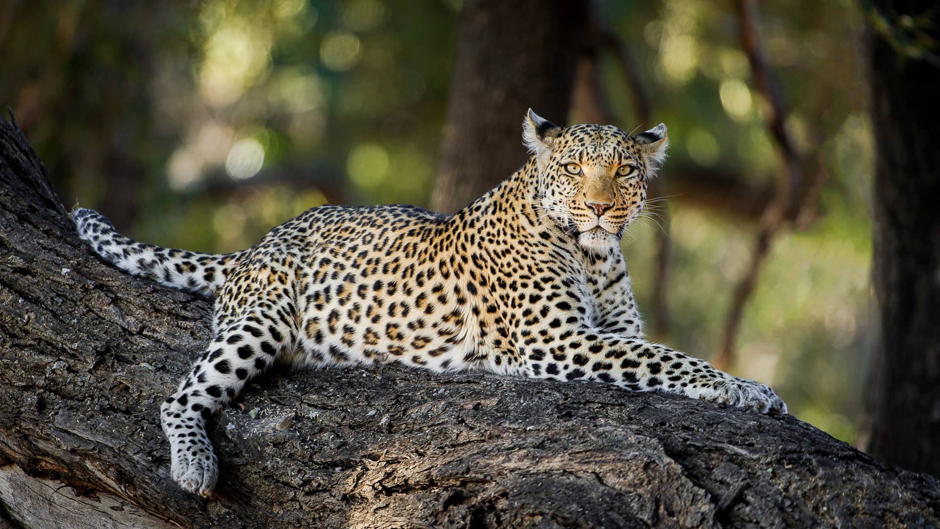 leopardo all'erta su un grosso ramo di un albero