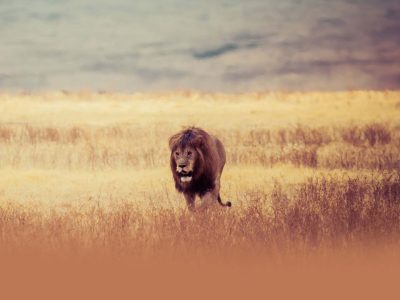 lion central kalahari game reserve