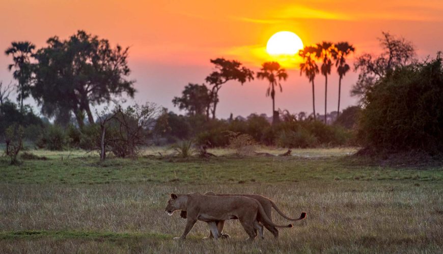 Safari Moremi Game Reserve