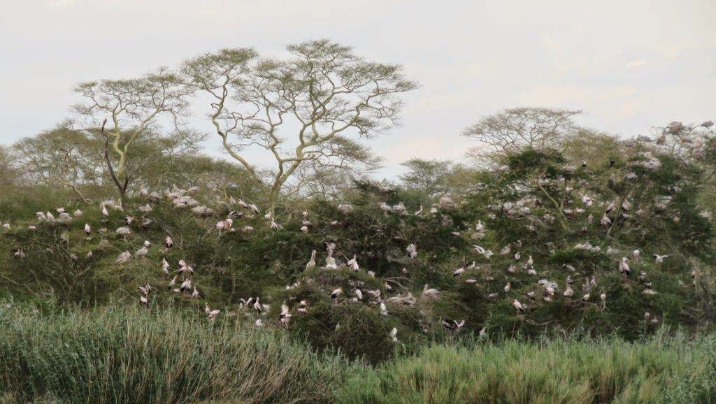 uccelli nella ndumo reserve