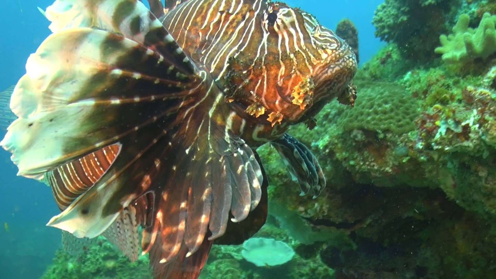 pesce scorpione a sodwana bay
