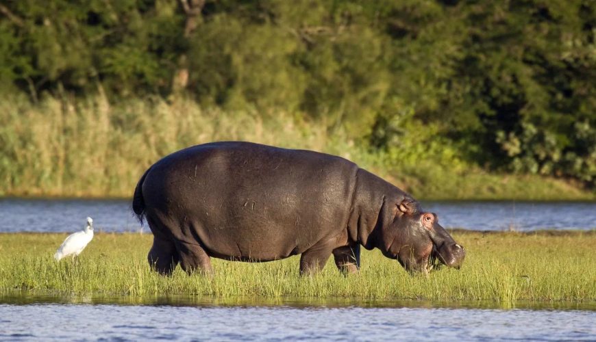 ippopotamo a st lucia