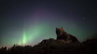 orso sotto l'aurora boreale