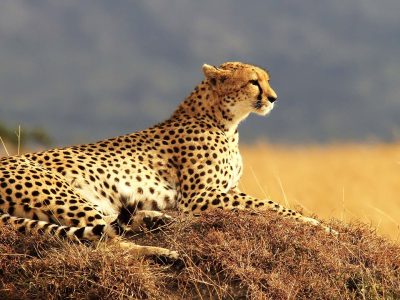 ghepardo in punta su una duna